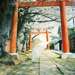 【淺花若萱、羅離殤】采集到「Cherry trees」