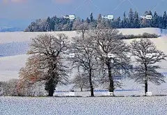 树木 原野 冬季景观 雪景 冬天 大自然壁纸 高清壁纸 施洛斯维尔