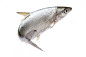鱼