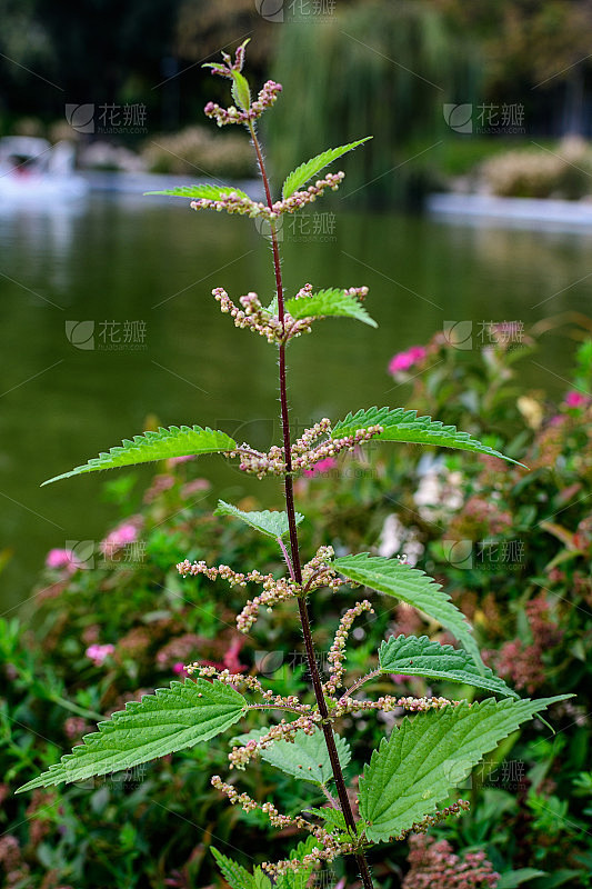 荨麻的绿叶和小花，俗称普通荨麻，刺荨麻或荨麻叶，新鲜的绿叶在森林中