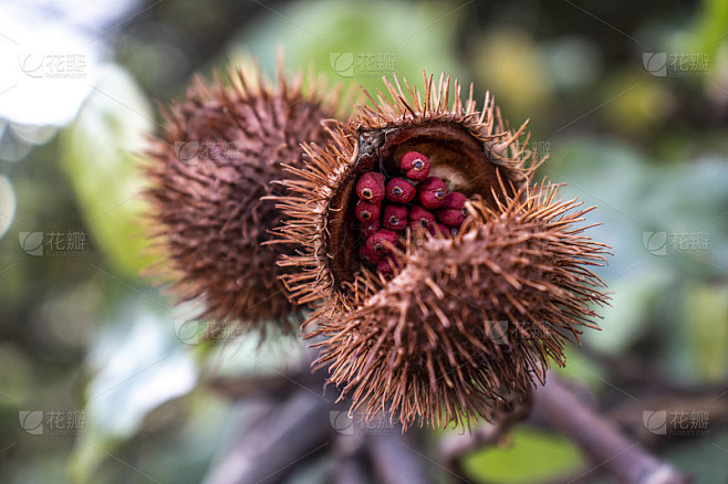 红木(Bixa orellana)是一种大灌木或小乔木，结带刺的红色果实，俗称“乌尔卡姆”。