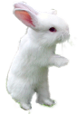 兔子