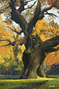 Tree Study, Eytan Zana : Tree study inspired by all the incredible work from John J. Park, Paul Chadeisson, Florent Lebrun, and Timothy Rodriguez.