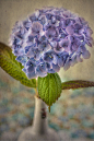 Hydrangea