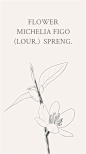 含笑花，拉丁文名：Michelia figo （Lour.）Spreng。因为含笑花的花开而不放，似笑而不语这个特性，所以花语代表矜持、含蓄、美丽、庄重、纯洁、高洁。@curry100