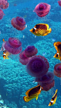 Fish, Jellyfish, Ocean, Coral, Animal, Landscape | Under The Sea O○º