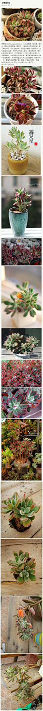 【锦晃星】（Echeveria pulvinata），又名金晃星，绒毛掌，猫耳朵，景天科石莲花属，喜凉爽、干燥和阳光充足的环境，耐干旱和半阴，忌水湿和闷热，无明显休眠期。繁殖方式主要是扦插，枝插、叶插均可成活，枝插一般切取带有叶片的 顶枝，长10厘米左右，插于沙土中，10～15天即可。