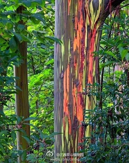 彩虹桉也叫剥桉是北半球发现的唯一一种桉树这种高度可达到70米的树还