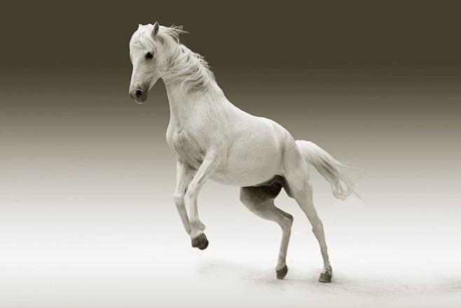 animal, equestrian, ...