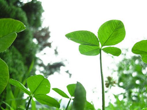 四叶草fourleafclover四叶草绿色安若堇萱清新