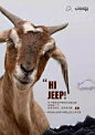 Jeep过生日 , 竟然请来了一群动物……-创意·科技-MOROK