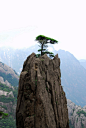 huangshan | About A Tree