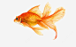 一条金鱼png免抠素材_新图网 https://ixintu.com 金黄色的 红色的 鱼尾 眼睛 金鱼 手绘 一条 卡通