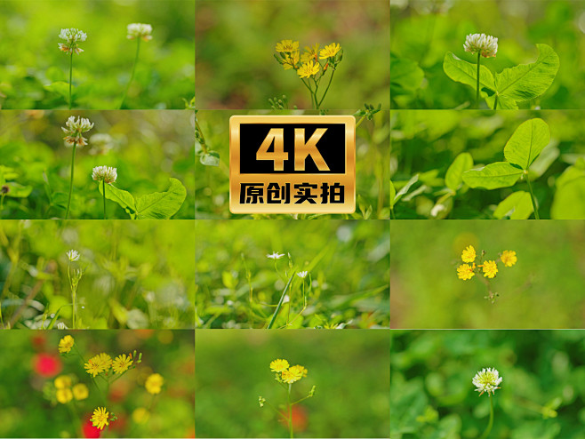 清新野花植物特写镜头
