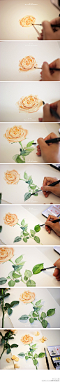 #绘画学习# 一些植物的设计绘制过程，最后一P为常用的绘制画具介绍~♡  （作者： @_李淡淡_ ）