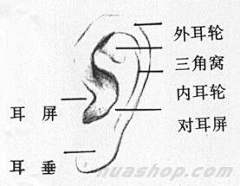 小燕子设计采集到人物--五官