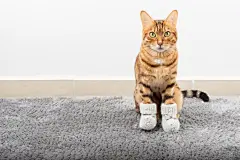 点击来源直接获取大图文件 |A funny domestic cat in gray socks on the floor in the room.