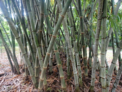 金宝宝采集到彩云之南（西双版纳）