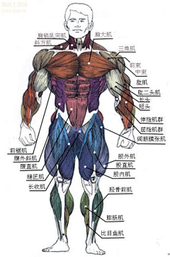 一只灰机采集到头颈肩肌肉人