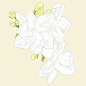 Behance 上的 FLORA03: Jasmine