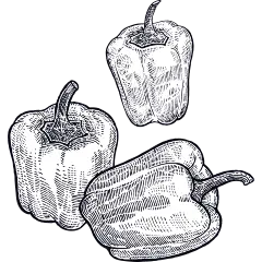 手绘素描农场动物蔬菜鸡羊牛线稿PNG透明图案 AI矢量 (7)