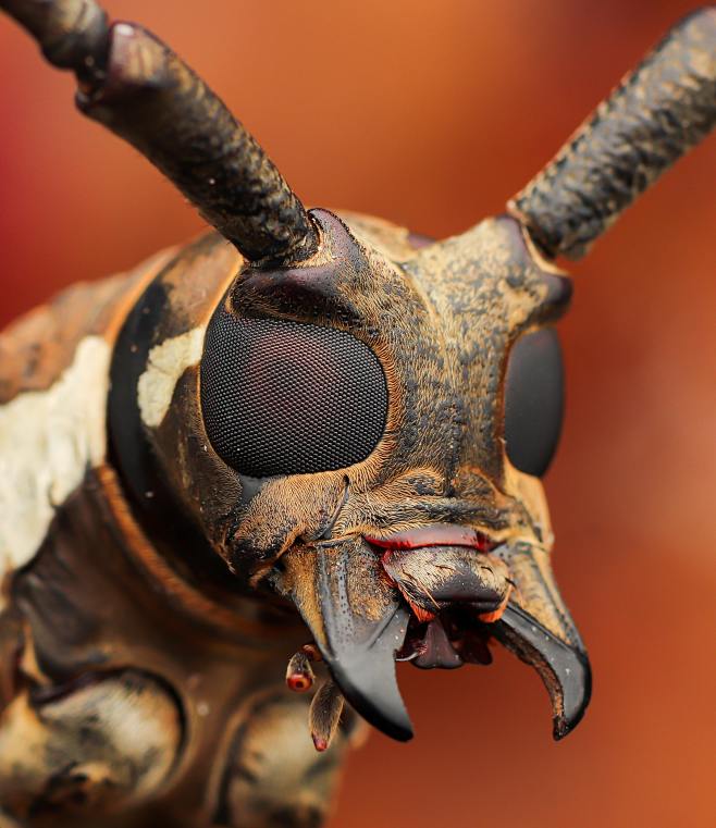 a close up of a bug ...