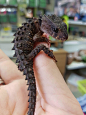 Crocodile Skinks<br/>無 翅 幼 年 體