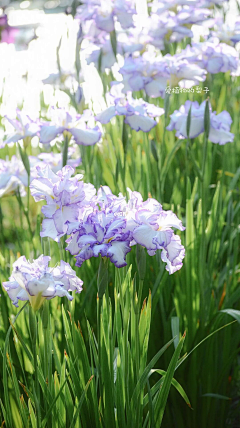 夏溪南采集到鸢尾花