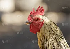 公鸡的画像