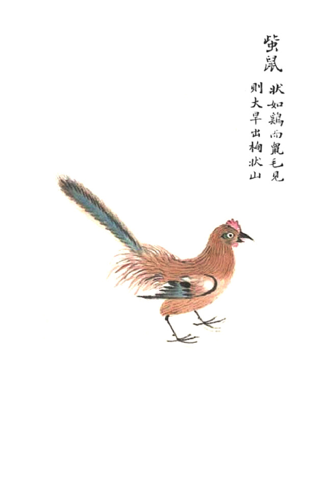 䖪鼠