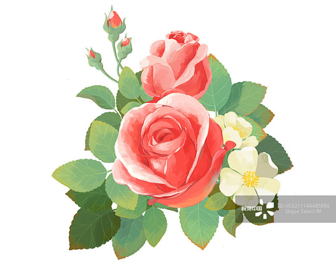 蔷薇花,玫瑰,插图画法,插画,花束正版图...
