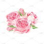 粉红色的玫瑰。水彩的插图。孤立在白色背景上。为你的设计。