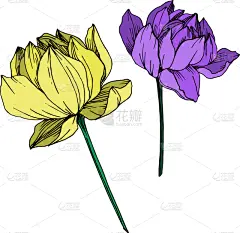 莲花,植物学,黑色,仅一朵花,荷花,壁纸,植物群,春天,花