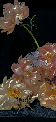 花卉壁纸｜相爱在花开最盛时的光影交错里-今日头条
