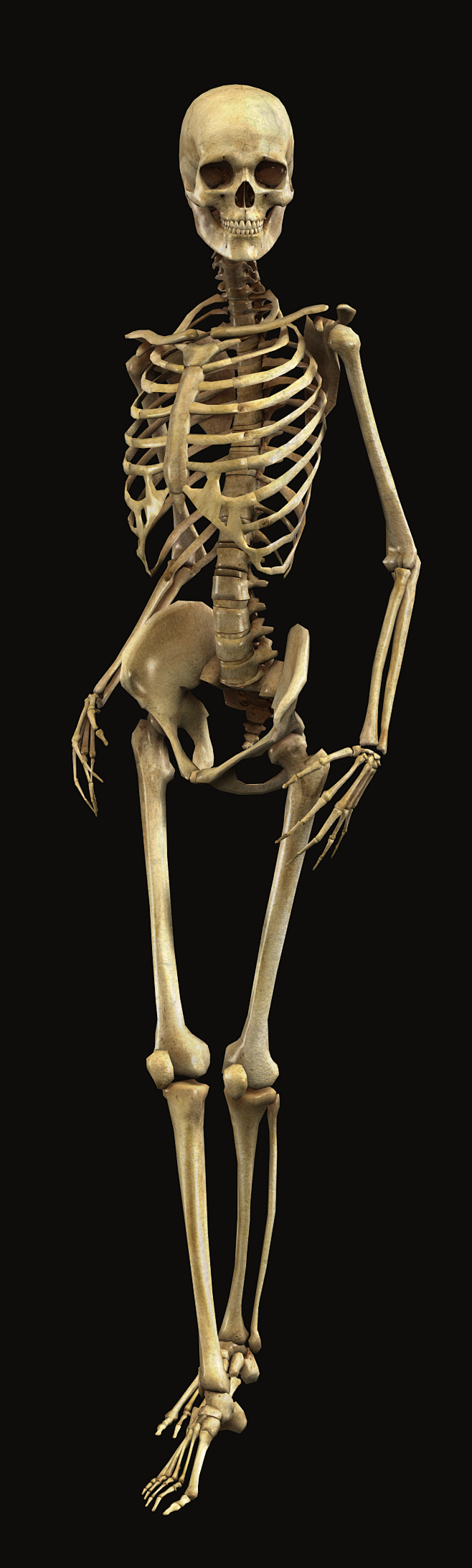 骷髅人体骨架骨骼