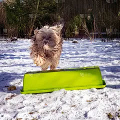 藏犬在雪地里奔跑