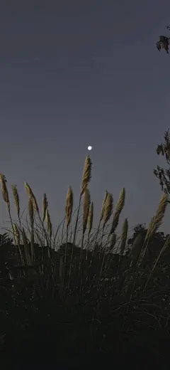 手机壁纸 - 高清图片，堆糖，美图壁纸兴趣社区
