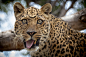 7392 - Wallions : Wallpaper tags: animal, animals, cat, cats, Leopard, Leopards,