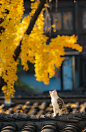 老门东的银杏和猫咪搭配太绝了！ - 小红书