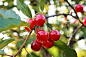 cherries-5372713_1280