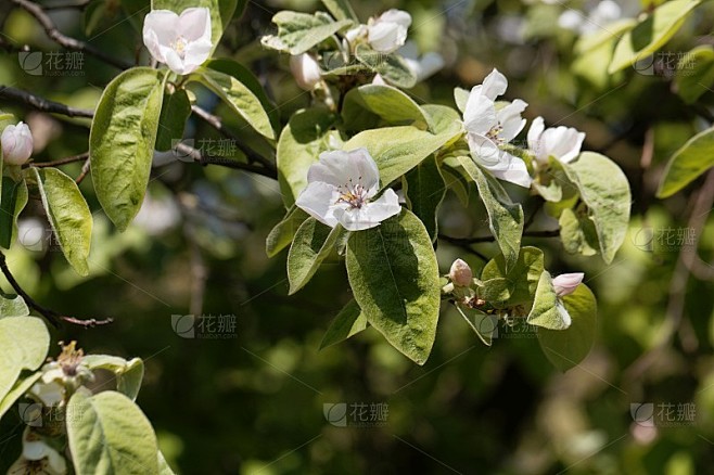 一种榅桲的花，榅桲的花。