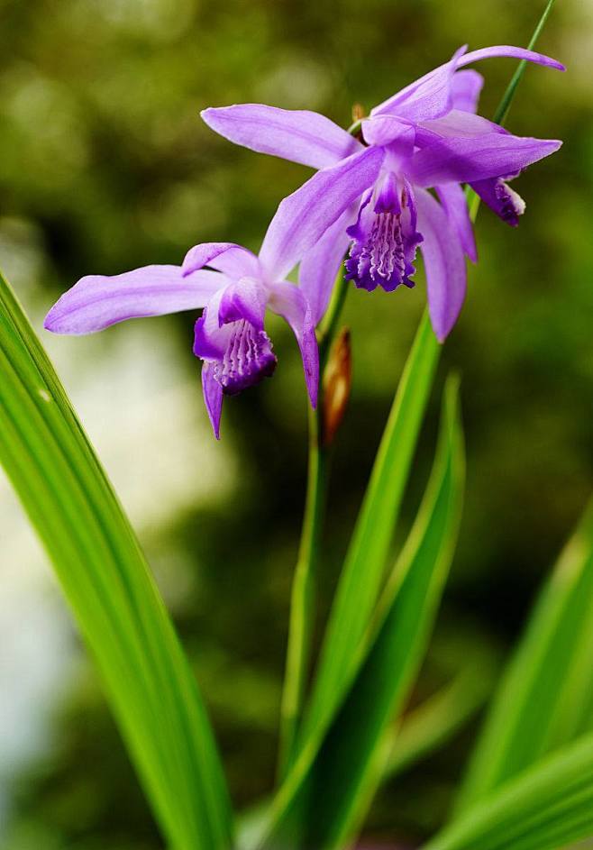 白芨
