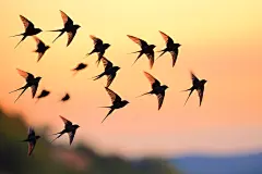 燕子鸟类动物摄影