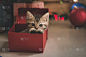 小猫,进行中,包装纸,褐色,新的,水平画幅,爪子,动物身体部位,生日