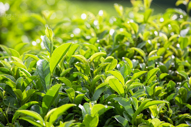 茶树,叶子,绿色,农业,绿茶,清新,菜园,食品,环境,草