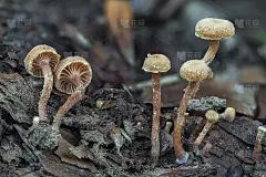 毛毡嫩枝(Tubaria conspersa)是一种不可食用的蘑菇