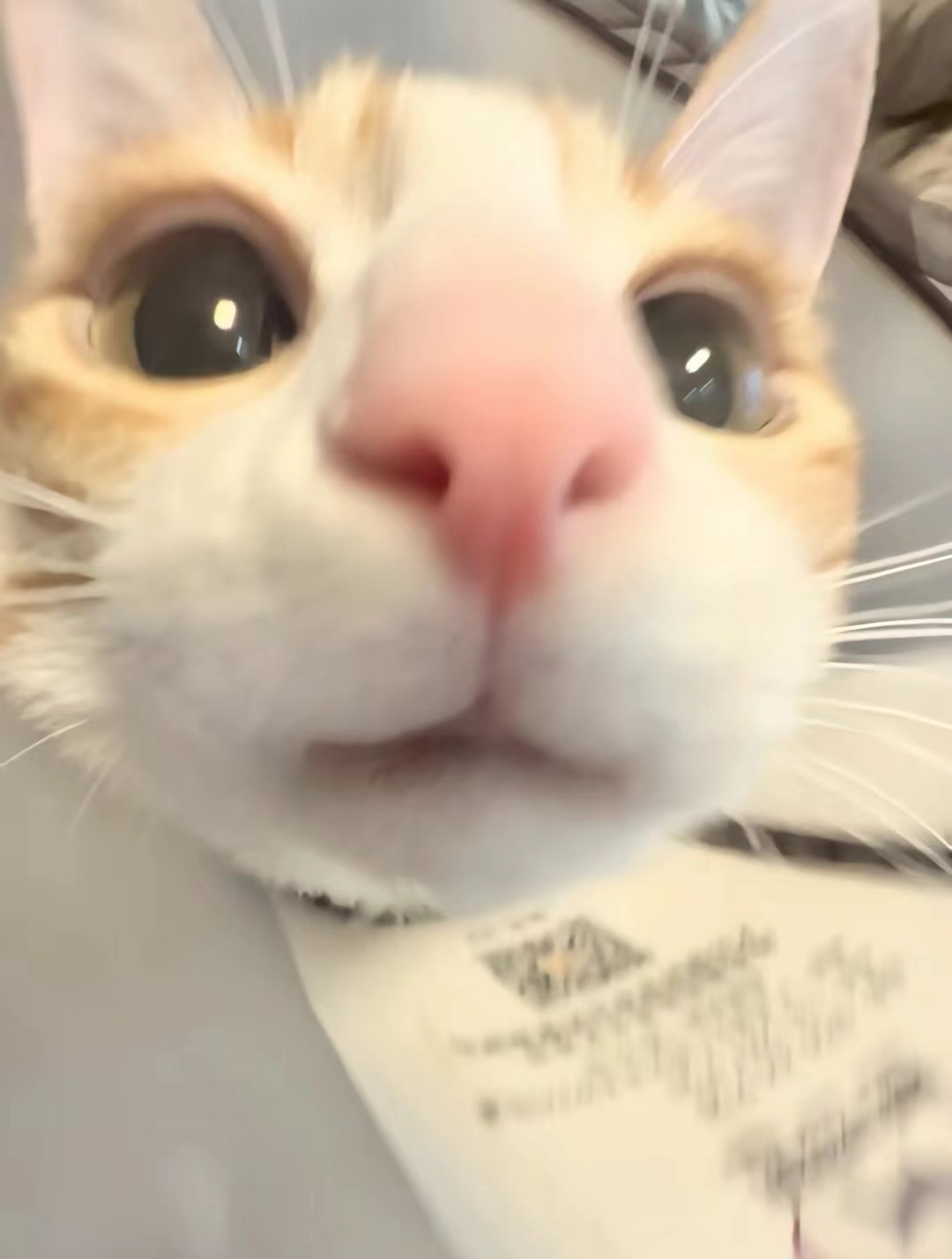 花花花猫猫猫