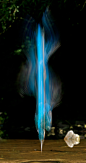 Image of Kingfisher Diving, prints available to buy