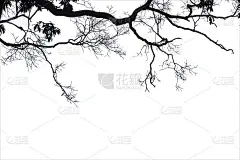 枯枝，在白色的背景上剪影枯树或干树，以修剪路径。