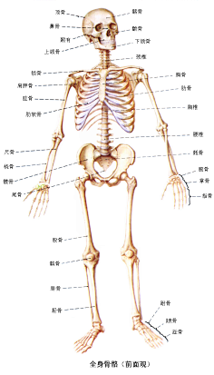 人体上肢骨骼名称图片